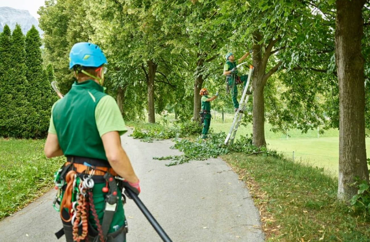 tree-cutters-pruning-of-trees-2024-09-22-15-41-07-utc-R47665Q.jpg